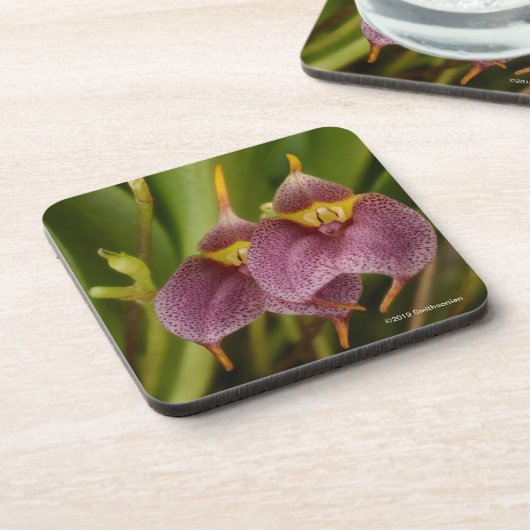 Masdevallia コースター (左側)