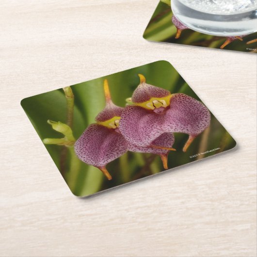 Masdevallia スクエアペーパーコースター (アングル)