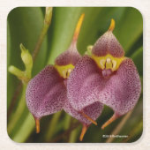 Masdevallia スクエアペーパーコースター (正面)