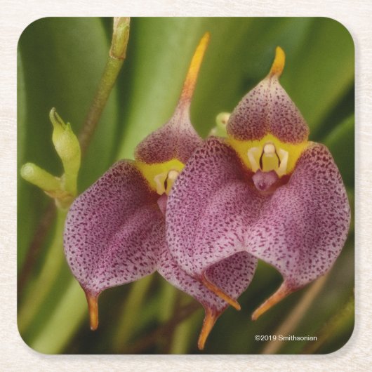 Masdevallia スクエアペーパーコースター (正面)