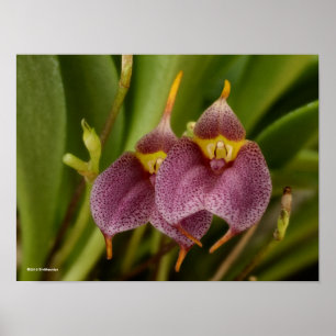 Masdevallia ポスター