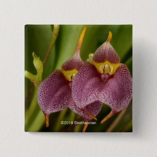 Masdevallia 缶バッジ (正面)