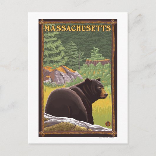 MassachusettsBlack Bear in Forest ポストカード (正面)