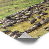 Massive Wildebeest herd during migration, ポスター (角)