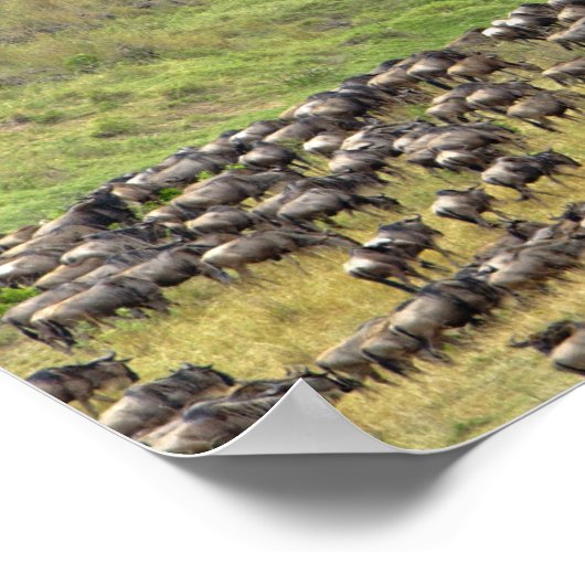Massive Wildebeest herd during migration, ポスター (角)