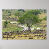 Massive Wildebeest herd during migration, ポスター (正面)