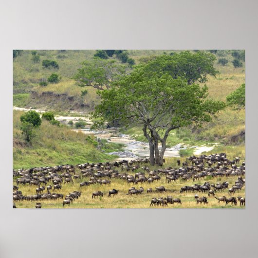 Massive Wildebeest herd during migration, ポスター (正面)