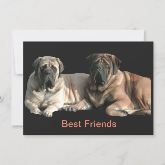 Mastiff Best Friends  招待状 (正面)