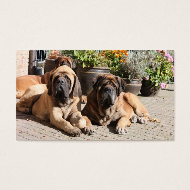 Mastiff englische Dogge Vatertag (正面)