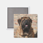  Mastiff englische Dogge Vatertag  マグネット (正面/裏面)