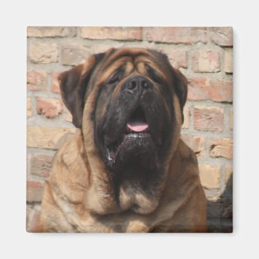  Mastiff englische Dogge Vatertag  マグネット (正面)