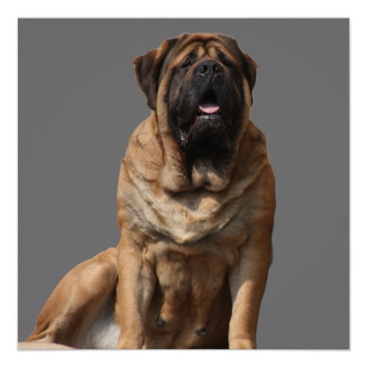 Mastiff Vatertag Best Friends  ポスター (正面)