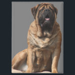 Mastiff Vatertag Best Friends  マグネット<br><div class="desc">Traumhafte old english Mastiff Hündin . Der Mastiff  ist ein Molosser und ein sehr guter Wachhund.. Er ist stolzer und sehr sanfter Riese.Diese Hunderasse ist eine englische Dogge ,  äußerst liebenswert und sehr treu. Ein toller Familienhund der immer ausgeglichen ist. Ein Geschenk für jeden Hundefreund von grossen Hunderassen.</div>