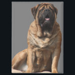 Mastiff Vatertag Best Friends マグネット<br><div class="desc">Traumhafte old english Mastiff Hündin . Der Mastiff ist ein Molosser und ein sehr guter Wachhund.. Er ist stolzer und sehr sanfter Riese.Diese Hunderasse ist eine englische Dogge , äußerst liebenswert und sehr treu. Ein toller Familienhund der immer ausgeglichen ist. Ein Geschenk für jeden Hundefreund von grossen Hunderassen.</div>