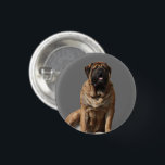 Mastiff Vatertag Best Friends  缶バッジ<br><div class="desc">Traumhafte old english Mastiff Hündin . Der Mastiff  ist ein Molosser und ein sehr guter Wachhund.. Er ist stolzer und sehr sanfter Riese.Diese Hunderasse ist eine englische Dogge ,  äußerst liebenswert und sehr treu. Ein toller Familienhund der immer ausgeglichen ist. Ein Geschenk für jeden Hundefreund von grossen Hunderassen.</div>