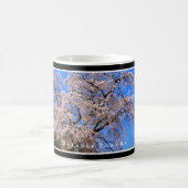 Matabei-Zakura Weeping Cherry Tree コーヒーマグカップ (中央)