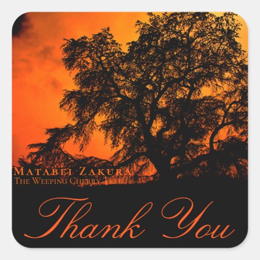 Matabei-Zakura: Weeping Cherry Tree スクエアシール (正面)