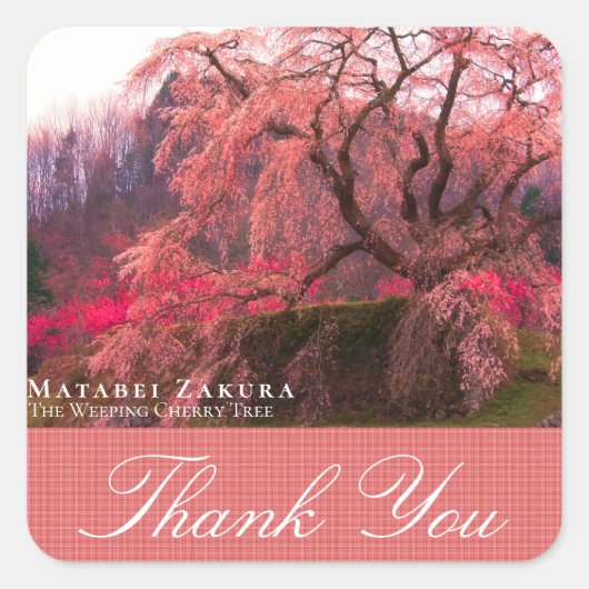 Matabei-Zakura: Weeping Cherry Tree スクエアシール (正面)