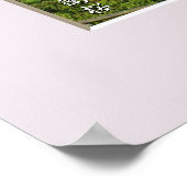 Matabei-Zakura Weeping Cherry Tree ポスター (角)