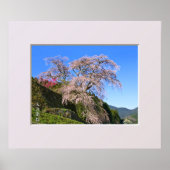 Matabei-Zakura Weeping Cherry Tree ポスター (正面)