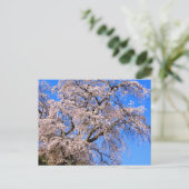 Matabei-Zakura: Weeping Cherry Tree ポストカード (スタンド正面)