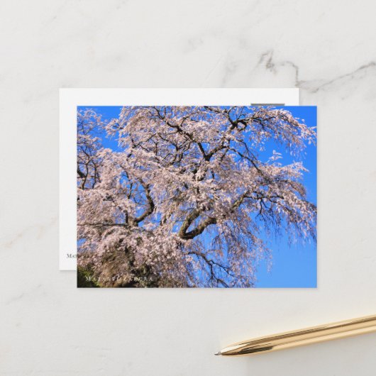 Matabei-Zakura: Weeping Cherry Tree ポストカード (正面/裏面インサイチュ)