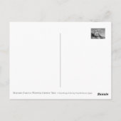 Matabei-Zakura: Weeping Cherry Tree ポストカード (裏面)