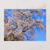 Matabei-Zakura: Weeping Cherry Tree ポストカード (正面)