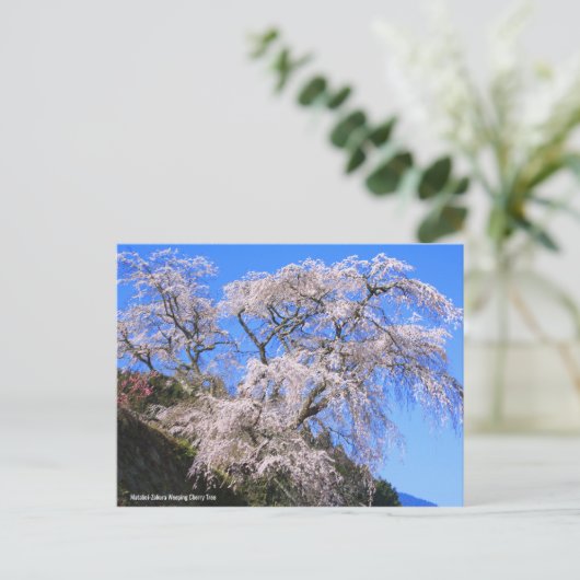 Matabei-Zakura Weeping Cherry Tree [Postcard] ポストカード (スタンド正面)