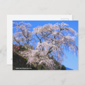 Matabei-Zakura Weeping Cherry Tree [Postcard] ポストカード (正面/裏面)