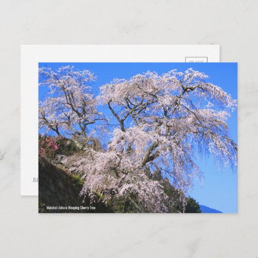 Matabei-Zakura Weeping Cherry Tree [Postcard] ポストカード (正面/裏面)