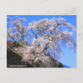 Matabei-Zakura Weeping Cherry Tree [Postcard] ポストカード (正面)