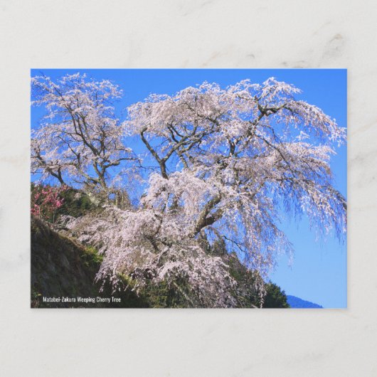 Matabei-Zakura Weeping Cherry Tree [Postcard] ポストカード (正面)