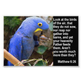 Matthew 6:26とBlue Macaw フォトプリント (正面)