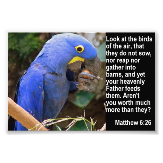 Matthew 6:26とBlue Macaw フォトプリント (正面)
