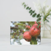 Matthew 7:7-8アップルはがき ポストカード (スタンド正面)