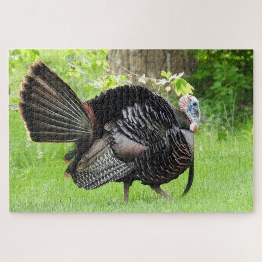 Mature Male Wild Turkey Displaying Feathers  ジグソーパズル (横)