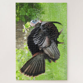 Mature Male Wild Turkey Displaying Feathers  ジグソーパズル