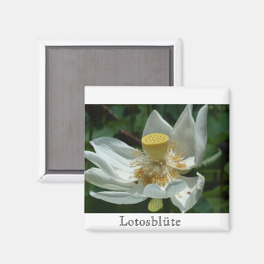 Mauritius, Lotosblüte マグネット (正面/裏面)