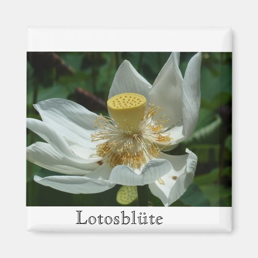 Mauritius, Lotosblüte マグネット (正面)