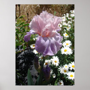 Mauve Pink Irisフローラ花写真ポスター ポスター