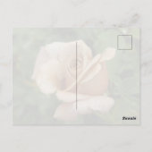 Mauve Rose Postcard ポストカード (裏面)