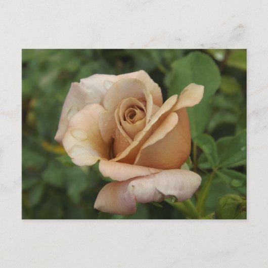 Mauve Rose Postcard ポストカード (正面)