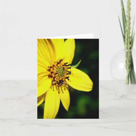 Maximilian Sunflower Nature Photography  ノートカード (正面)