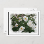 May Flowersはがき ポストカード (正面/裏面)