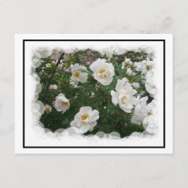 May Flowersはがき ポストカード