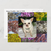 Mayaポストカード ポストカード (正面/裏面)