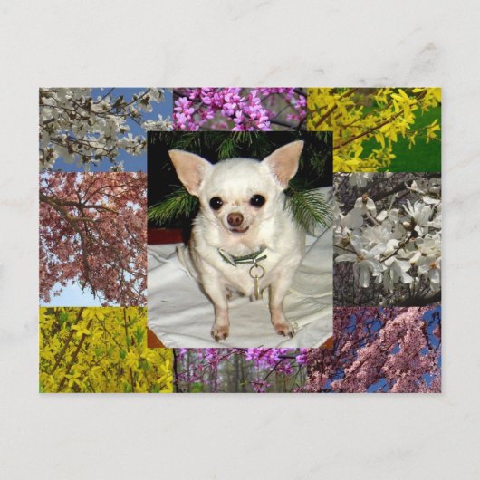 Mayaポストカード ポストカード (正面)