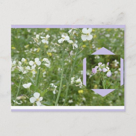Mayflowers DIY Postcard シーズンポストカード (正面)