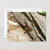 Mayfly女性用はがき ポストカード (正面/裏面)